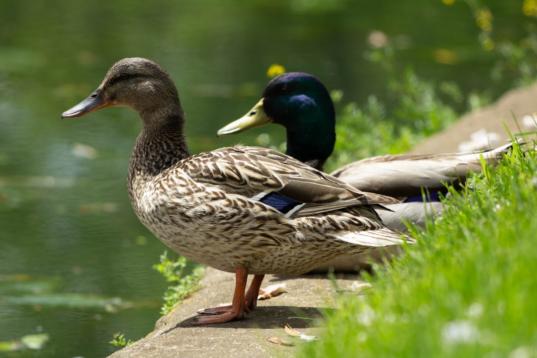 Exploring East Coast Waterfowl: A Birdwatcher’s Paradise